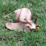 Statue Animal<br>Escargot résine